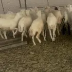 رخال رفيده ومهجنه حري العدد18