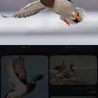 بط بري خضيري ذكور طيار