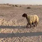 غنم رغايث للبيع