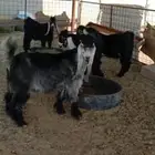 تيوس طيبة