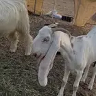 عنز مطوره هولنديه