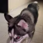 للبيع هاسكي