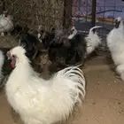 دجاج قطني ( سلكي )