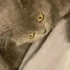 قطط للبيع قطه قط