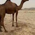 بكار سواحل كفوو