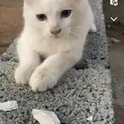 قط للتبني بدون مقابل