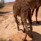 قعودين للبيع بريه على الحليب