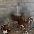 معزا متابيع