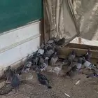 حمام ولع