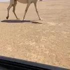للبيع البكره الضريبه