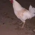 للبيع دجاجتين وديك