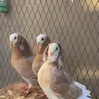 حمام بلجيكي بلجيكيات