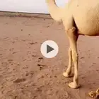 قعود باتلي علومه واتس