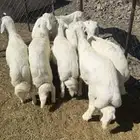 خرفان للبيع