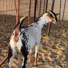 للبيع جفره بيشيه صنف الصنف