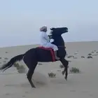 فرس انقليزيه يوجد مقاطع فديو