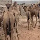 5حشوان كفو الموقع الواديين