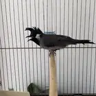فحل بلبل هملايا تغريد
