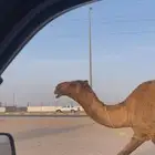 حقه صفرا طيبه