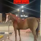 فرس جزيريه ورق للبيع