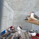 ماشاءالله زيبرا مع فروخهم