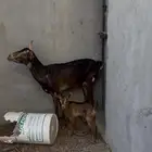 للبيع عنزه تحته جفره