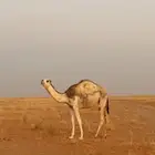 للبيع بكار 2