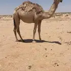 ناقه شقحاء كفو