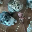 قطط