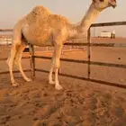 قعود تمامي مفرود
