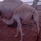 قعود لباني