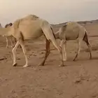 للبيع قعود فل شحم حوار له 6 شهور طيب ونضيف الموقع الهميج