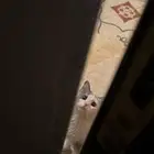 قطه تبني