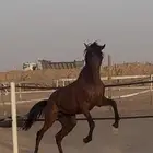 حصان شعبي