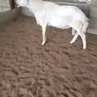 فحل