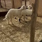 خروف ورخل صفر فل