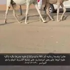 عشرا رمانيه ثنو بدويه تحتها بكره