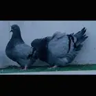 زوج فرش بلوبار top