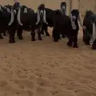 عرض بيع جفرات عوارض منوت القناي