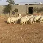 بهم حري العدد 23