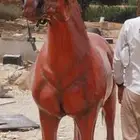 للبيع مجسم حصان ب4500 حد