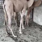 حشو شحم