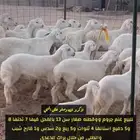 غنم صنف