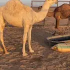 قعدان للبيع