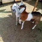 جفار 2