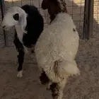 رخال للبيع