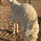 فحل حري جرم ورفع طيب وبره طيب