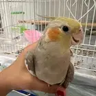 بغبغاء كروان