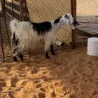 معزاء دفيع