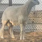 فحل حري صنف فاخر